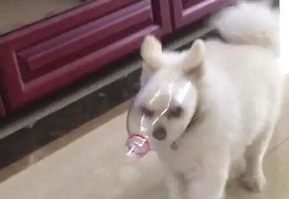 The dog was tricked into a plastic bottle, and he was so angry