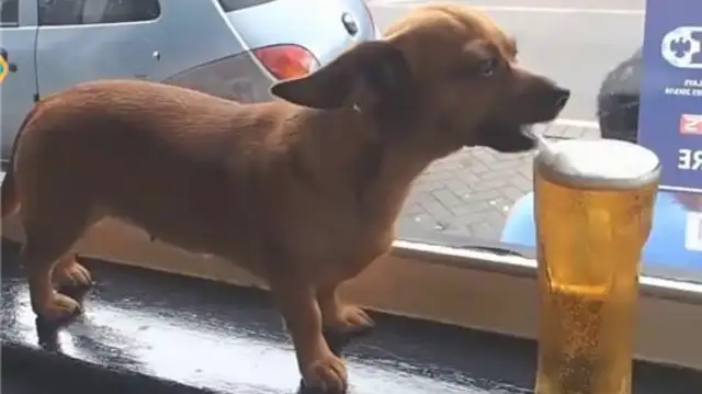 Sad dog, that's how the master made him a wine god