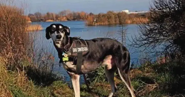 The dog lost a leg in a car accident, and after his adoption, the owner saved her life