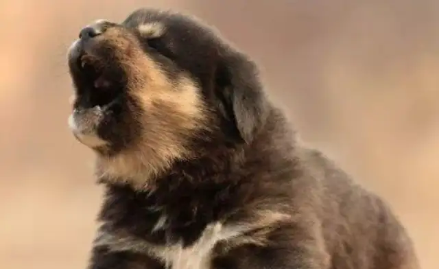 What do dogs call them in the middle of the night? Different kinds are different