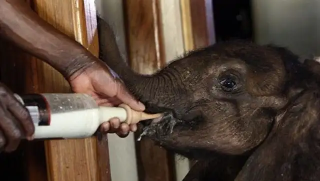 Orphaned elephants are taken care of by humans and made friends with pet dogs