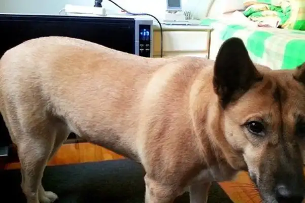 The 13-year-old dog suddenly died and the old man buried it with tears: meet again in the next life