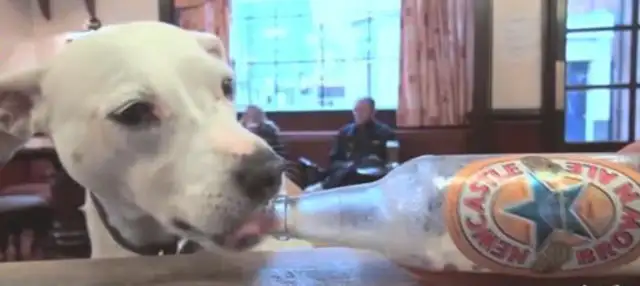 Sad dog, that's how the master made him a wine god