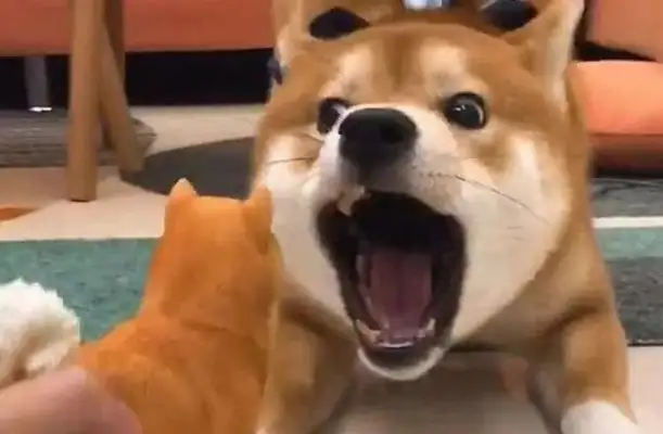 What do dogs call them in the middle of the night? Different kinds are different
