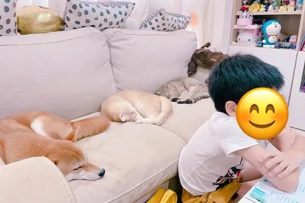 The little master is home-based on the Internet. Cats and dogs are sleeping behind them: this sound hypnotized