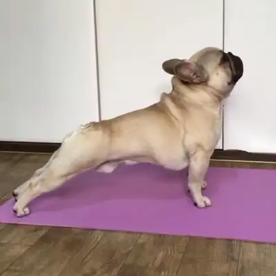 Every time he practices yoga, he carries a dog, and he sees it all day