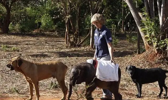 Orphaned elephants are taken care of by humans and made friends with pet dogs