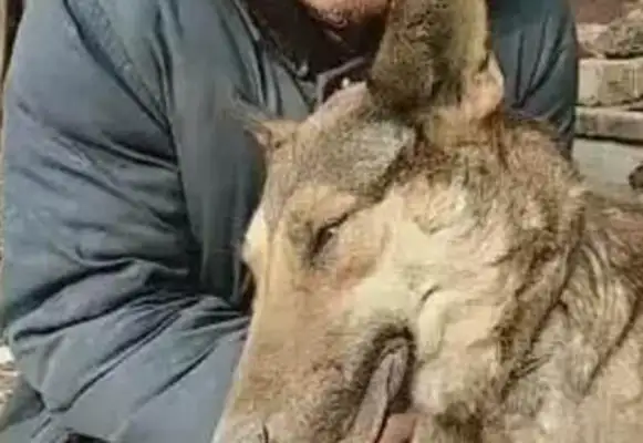 The 13-year-old dog suddenly died and the old man buried it with tears: meet again in the next life