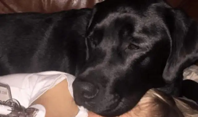My sister woke up late at night with a rope, opened her eyes and realized that it was her dog