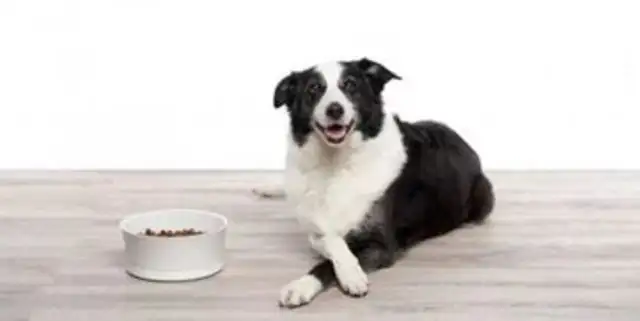 Dog's health recipe, picture of dog's health recipe