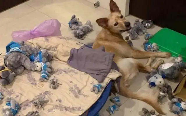Tang Dogs tear down the living room while the owner's away