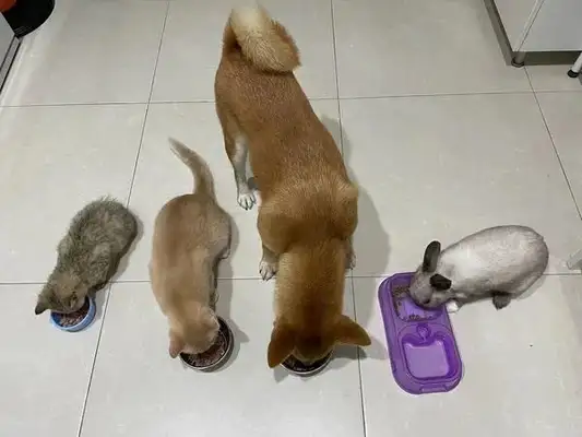 The little master is home-based on the Internet. Cats and dogs are sleeping behind them: this sound hypnotized