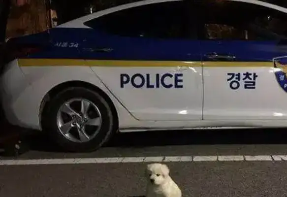 You're going to get your dog back to the police force 18 months later, and you're going to eat us