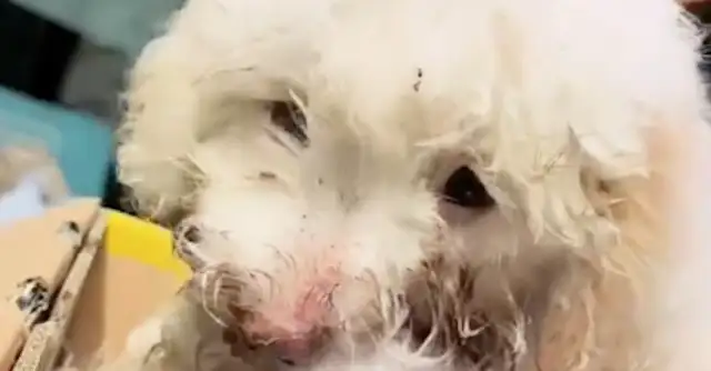 The dog's jaw is broken and he can't eat