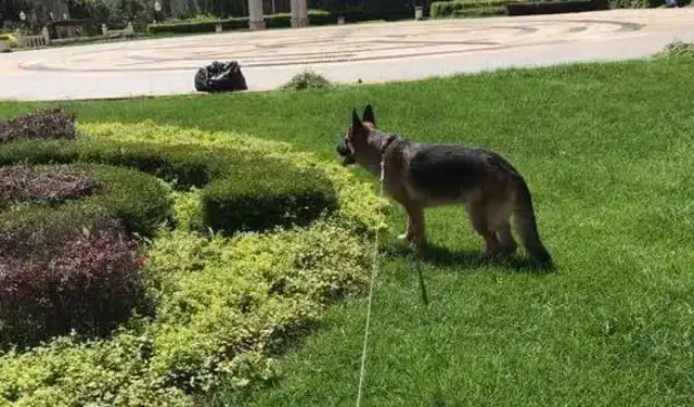 A two-and-a-half-year-old German ranger