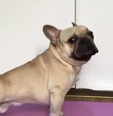 Every time he practices yoga, he carries a dog, and he sees it all day