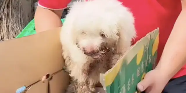 The dog's jaw is broken and he can't eat