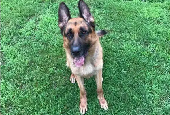 A two-and-a-half-year-old German ranger