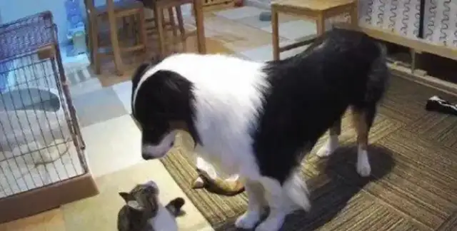 Curious about what cats and dogs are doing at home