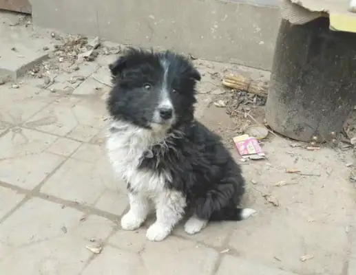 The dog was thrown out on the street, the girl was brought home, and Mom had to talk to her