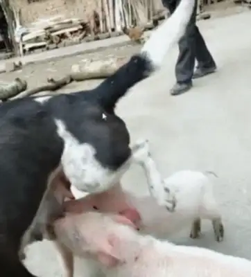 She's got three little pigs on her ass