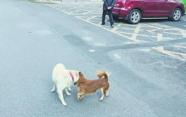 How can a dog who walks without a rope be punished for more than 300 uncivilized dogs