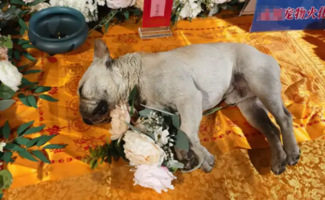 After the pet dog was killed, the owner claims for cremation, “excess” fees? The court ruled