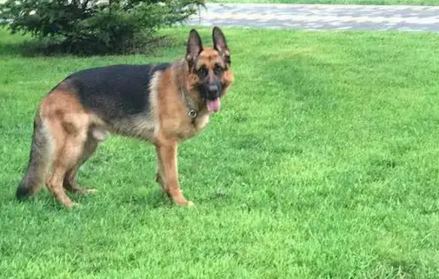 A two-and-a-half-year-old German ranger
