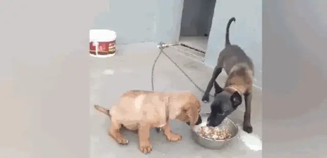 Impersonating a golden hair and a fake horse dog for food, a horse dog forelegs the pot and comes up and punches the gold hair..