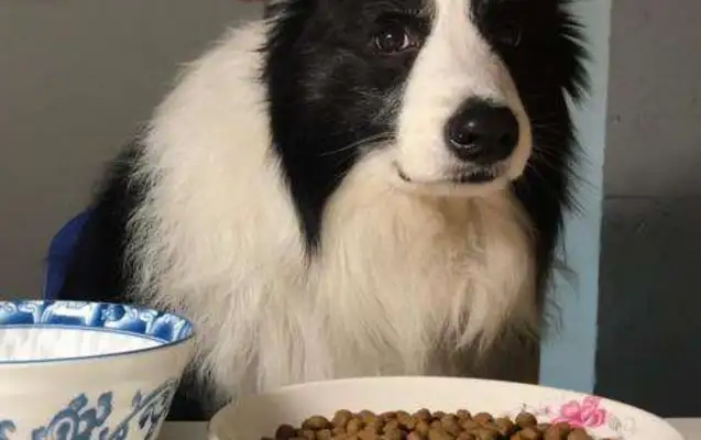 The dog eats and drinks, the pet shop: the owner collects..