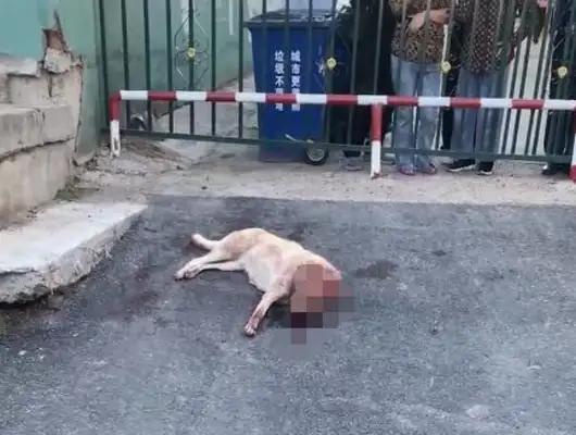 Two men beat dogs with sticks in the street, the woman cried and stopped. Police: the dog was sent to help. Stop