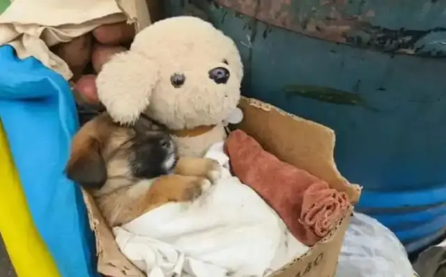 We've got help with the dog