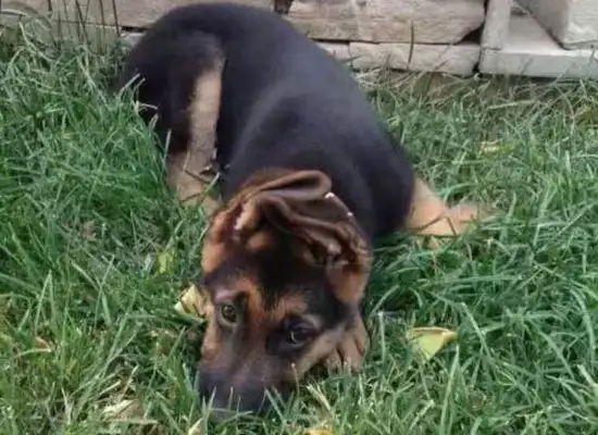 A two-and-a-half-year-old German ranger
