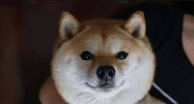 It's so cute