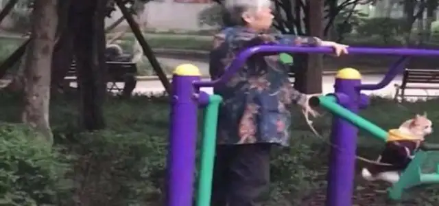 Grandma bought a plane for the dog. Dog: It's a nice plane, but why do you always fly