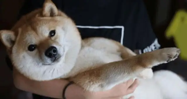 It's so cute