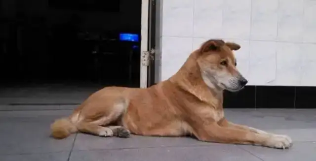 The dog is humanity's most faithful friend. Ten years of love dogs are gone. May it be happy in heaven