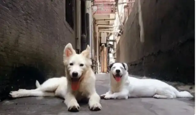 The dog was accidentally lost, the owner looked for it, and 23 days later he found it at the doghouse