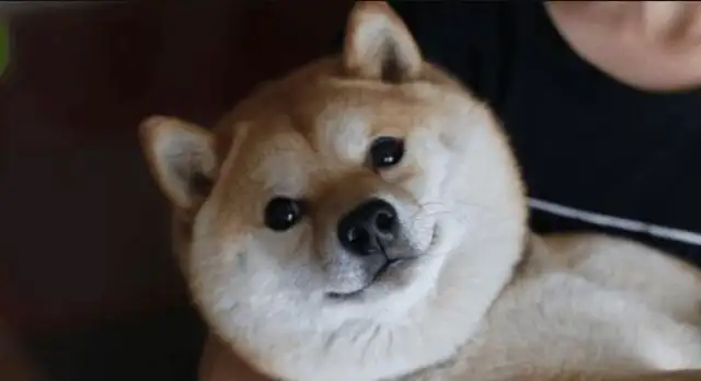 It's so cute