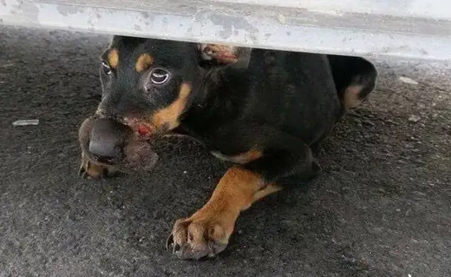 The dog is afraid to hide from the bottom of the car, to look at the heart