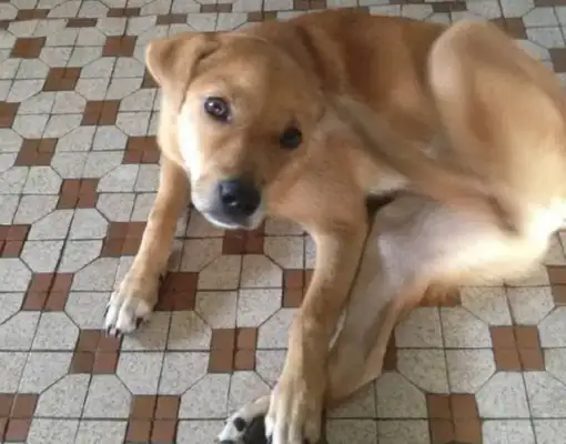 The dog is humanity's most faithful friend. Ten years of love dogs are gone. May it be happy in heaven