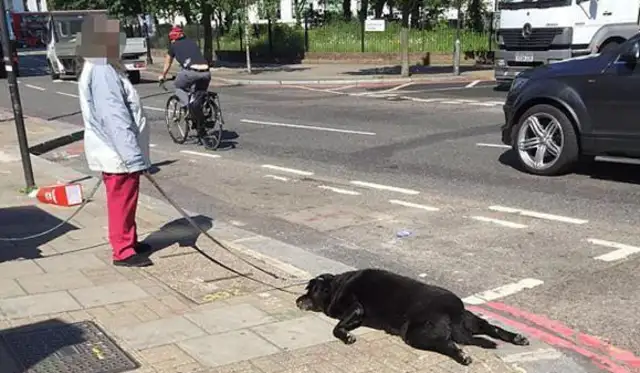 The big black dog died and the owner dragged him to the streets: pretend he wasn't dead