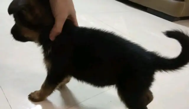 When Dejima first entered the house, he was shy enough to pick his own dog food