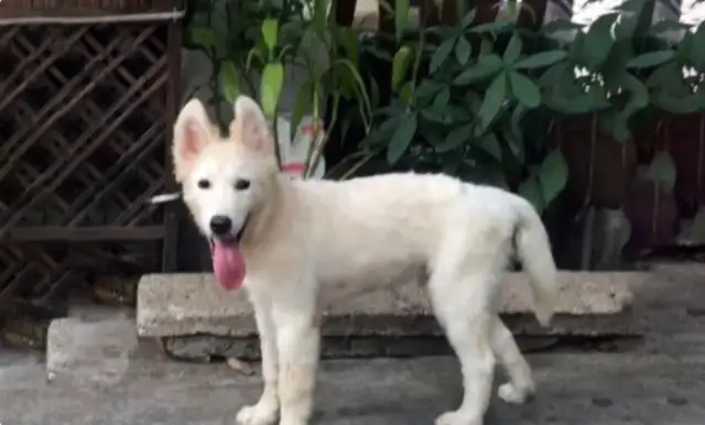 The dog was accidentally lost, the owner looked for it, and 23 days later he found it at the doghouse