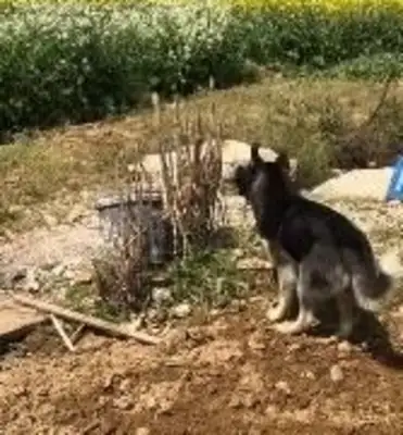 The dog's nest is under occupation, two-huts on the side, ten seconds later: I'll give it to you