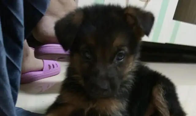 When Dejima first entered the house, he was shy enough to pick his own dog food