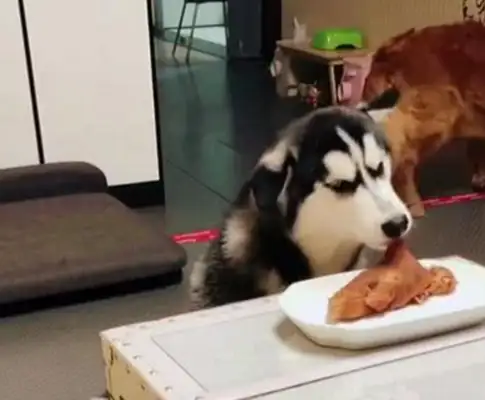 He's good at stealing food