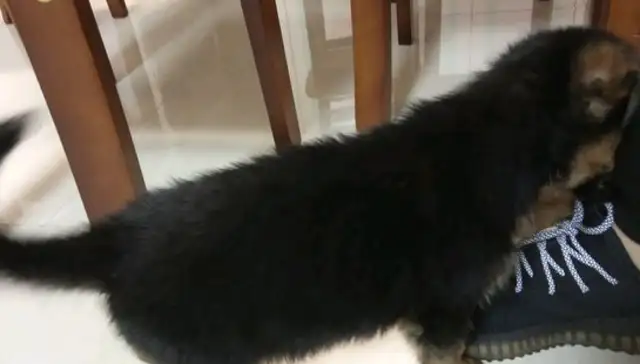 When Dejima first entered the house, he was shy enough to pick his own dog food