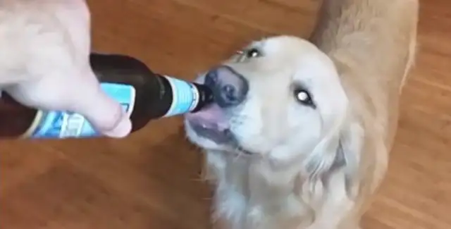 Sad dog, that's how the master made him a wine god