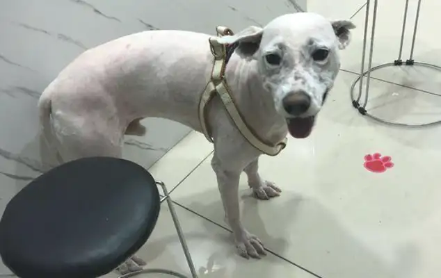 The stray dog wandered around the road, the boy went to the pet store, and the operator: found the treasure